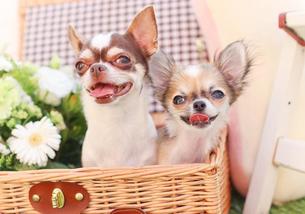 犬の写真１