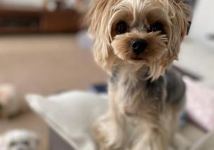 犬の写真１