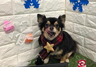 犬の写真１