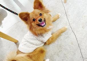 犬の写真１