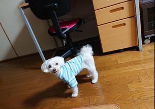 犬の写真１