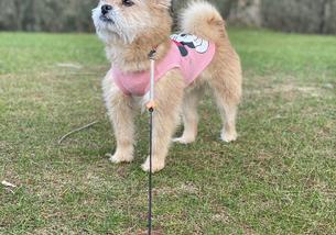 犬の写真１