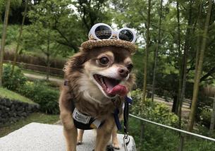 犬の写真１