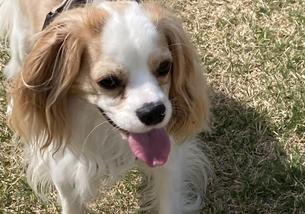 犬の写真１