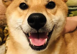 犬の写真１