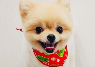 犬の写真１