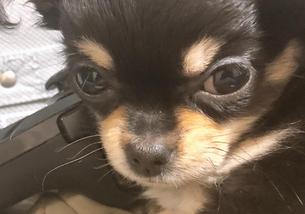 犬の写真１