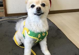犬の写真１