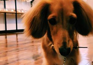 犬の写真１