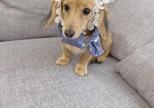 犬の写真１