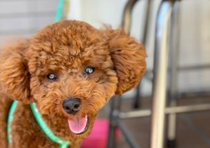 犬の写真１