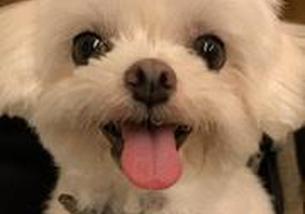犬の写真１