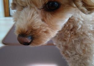 犬の写真１
