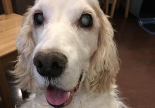 犬の写真１