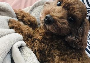 犬の写真１