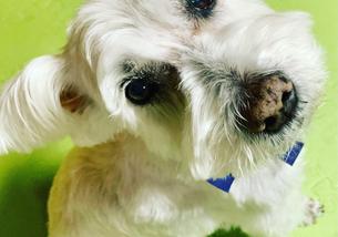 犬の写真１
