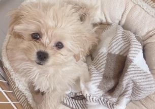 犬の写真１