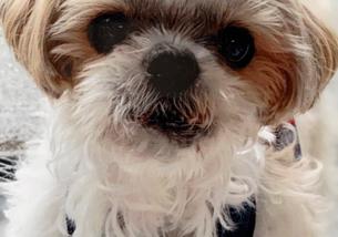 犬の写真１