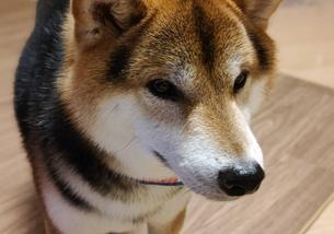 犬の写真１