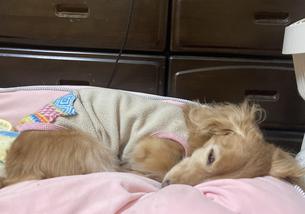 犬の写真１
