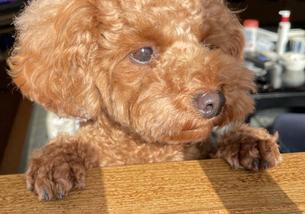 犬の写真１