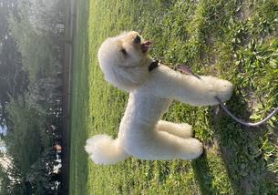 犬の写真１