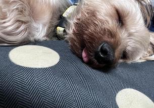 犬の写真１