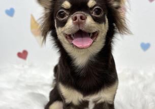 犬の写真１