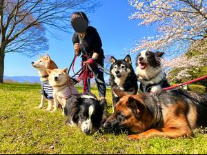 柴シェパボーダー18犬兄弟