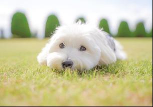 犬の写真１