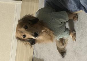 犬の写真１