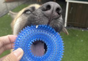 犬の写真１