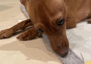 犬の写真１