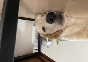犬の写真１