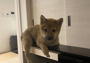 犬の写真１