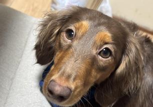 犬の写真１