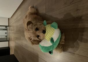 犬の写真１