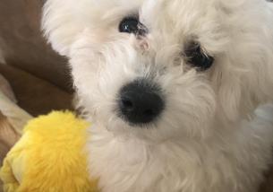 犬の写真１