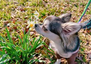 犬の写真１