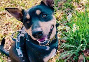 犬の写真１