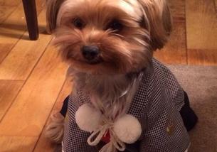 犬の写真１