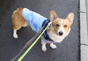 犬の写真１