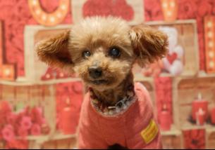 犬の写真１
