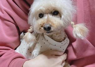 犬の写真１