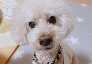 犬の写真１
