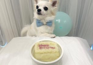 犬の写真１