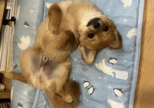 犬の写真１