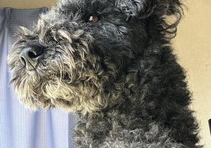 犬の写真１