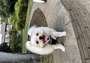 犬の写真１