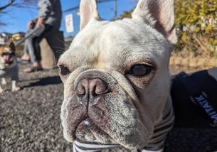 犬の写真１